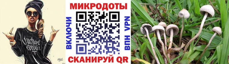 как найти закладки  Гаджиево  Псилоцибиновые грибы Magic Shrooms 